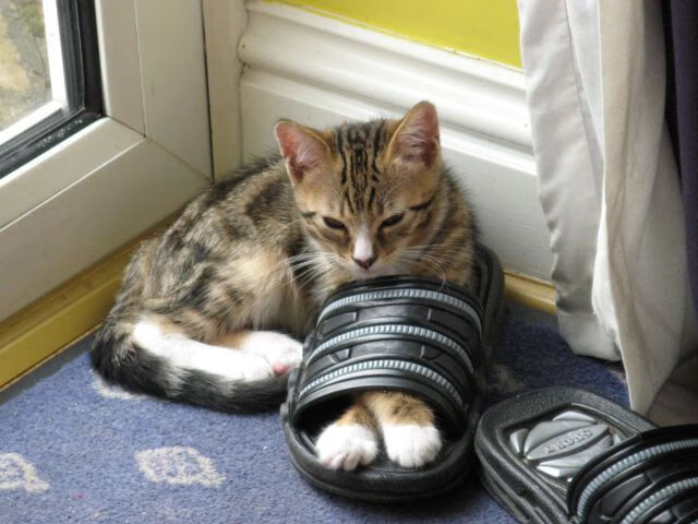 开云体育官网-压力之下的璀璨绽放，哈登爆发引领辽宁队险胜广厦队