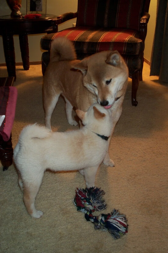 凯塞多绝杀!爱尔兰逆袭法国问鼎冠军