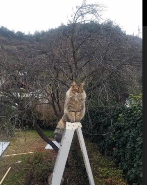 久保建英爆发引领攻势风暴,马德里竞技正面击溃荷兰劲旅彰显西甲霸权