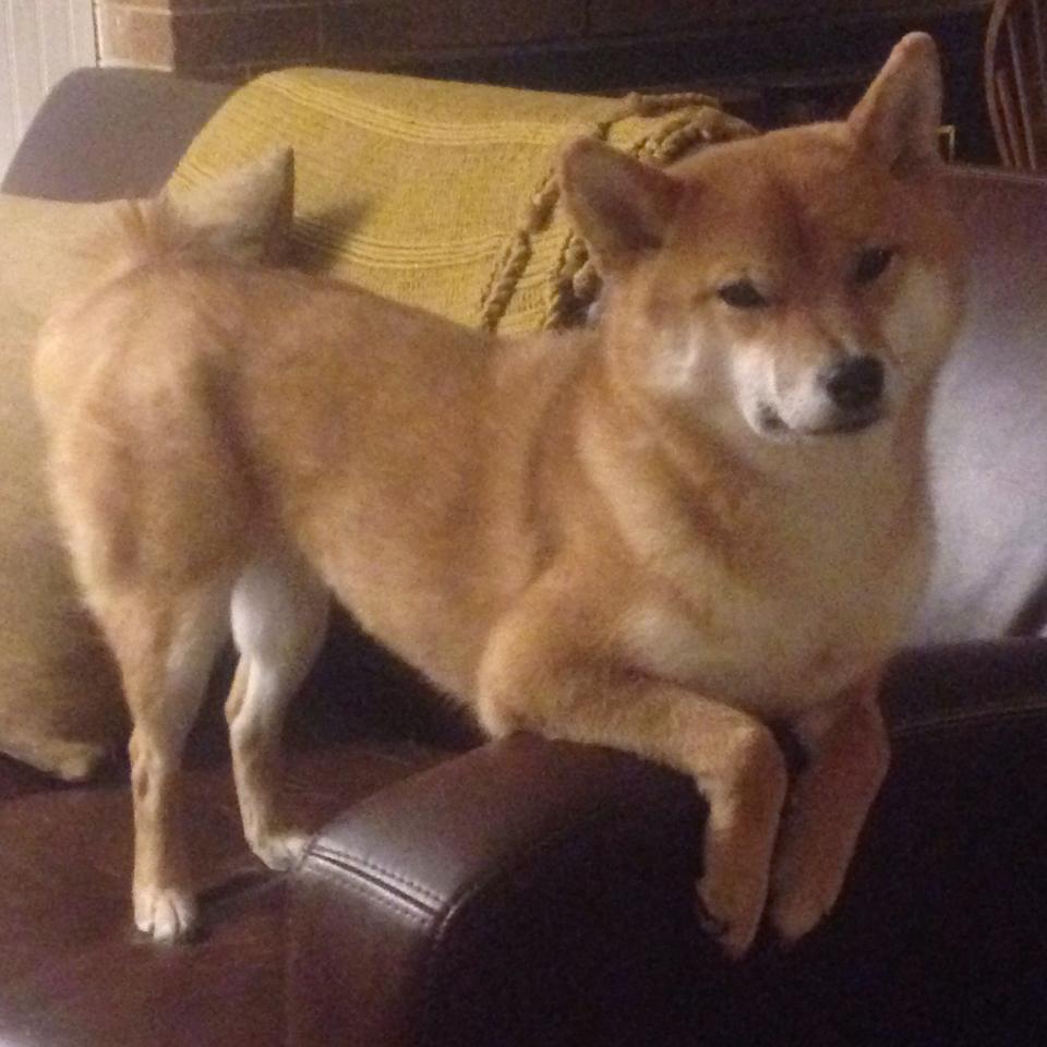 火箭用技术流摧毁国王，小贾伦的防守教科书与团队胜利