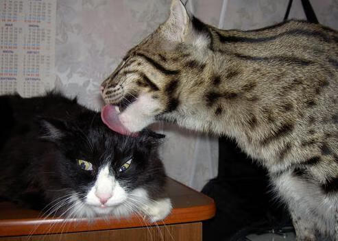 绿茵风暴！罗德里化身移动城墙，贝蒂斯掀翻法甲豪强马赛