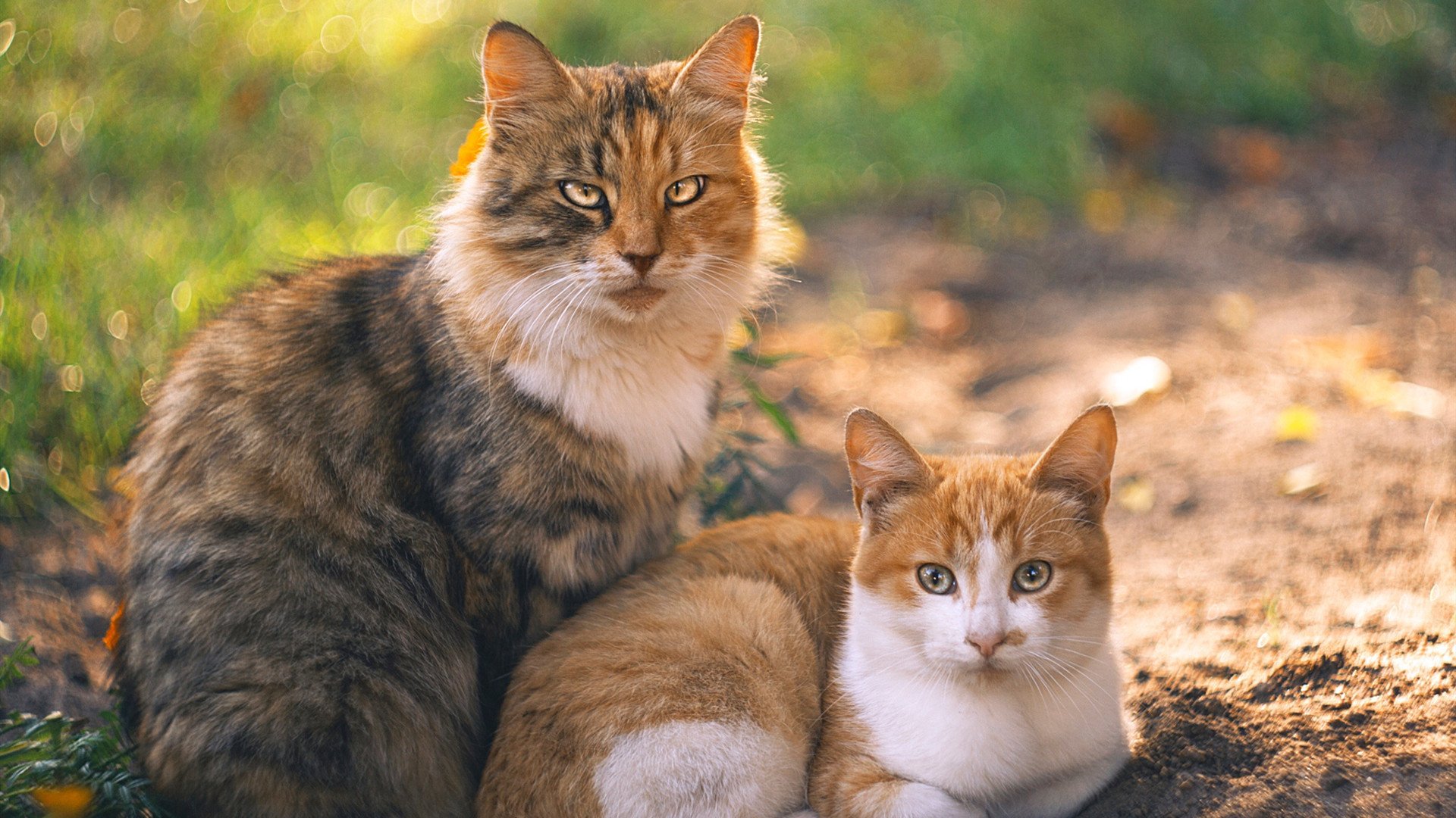 开云APP-绿茵史诗，法国踏平英格兰，劳塔罗惊艳四座铸传奇