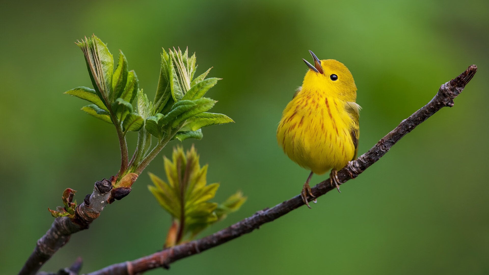 钢铁猛龙逆风翱翔！马克西生死战弑鹰定乾坤