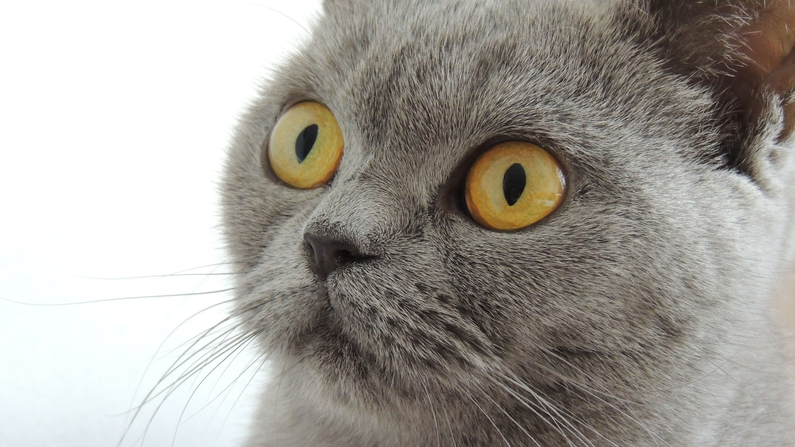 开云体育APP下载-伊布倒钩惊艳四座，哥斯达黎加坚韧压制法国—足球世界中的个人英雄与团队奇迹