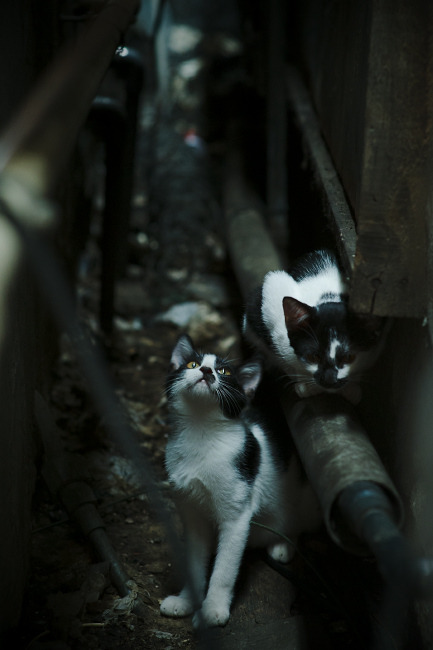 沉默救世主，西亚卡姆用冠军级表现唤醒沉睡的马刺