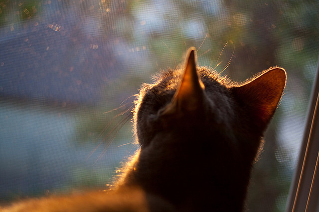 开云官网-最后的蓝牌，当足球入侵NBA，拉什福德如何收割威尔士的荣耀