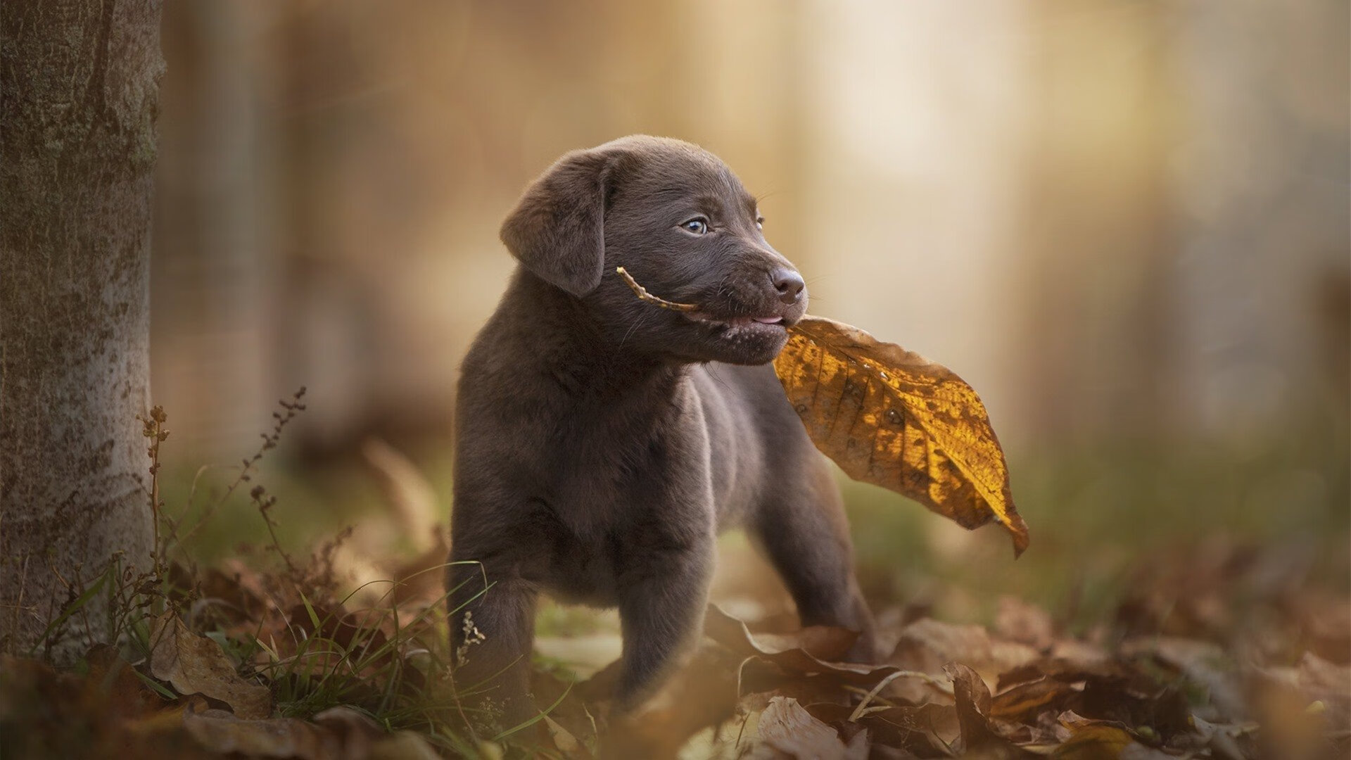 坎特中场统治显神威,佛罗伦萨硬仗力克冰岛劲旅