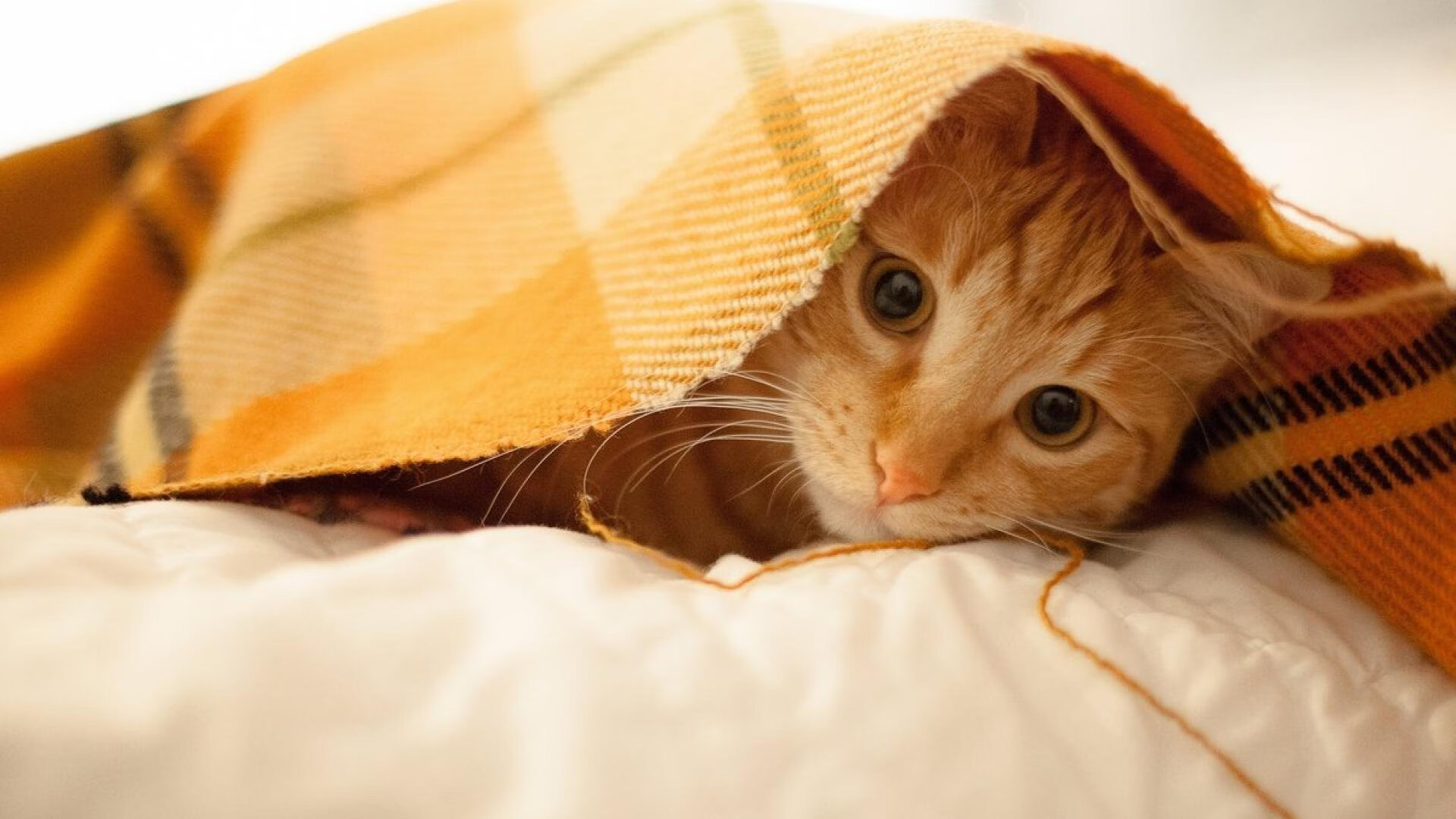 内马尔手术刀般传球撕裂防线!沙特硬仗取胜背后的孤胆英雄