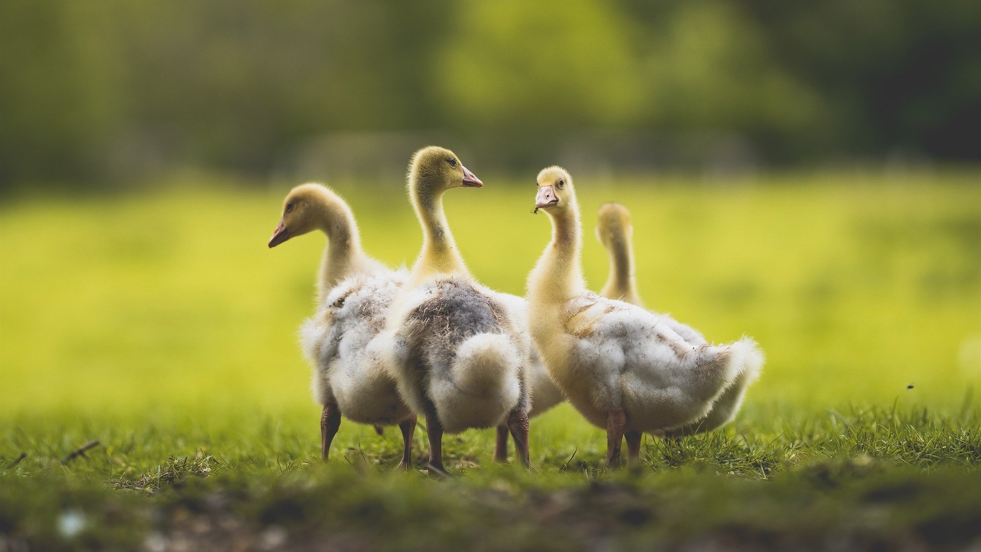 冰与火的对决,巴尔韦德一剑封喉,塞维利亚远征奏凯