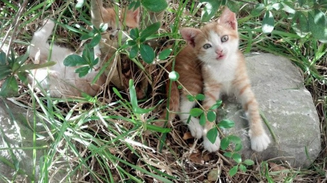 双星闪耀,当勇士突围遇约基奇封神,篮球定义了关键先生