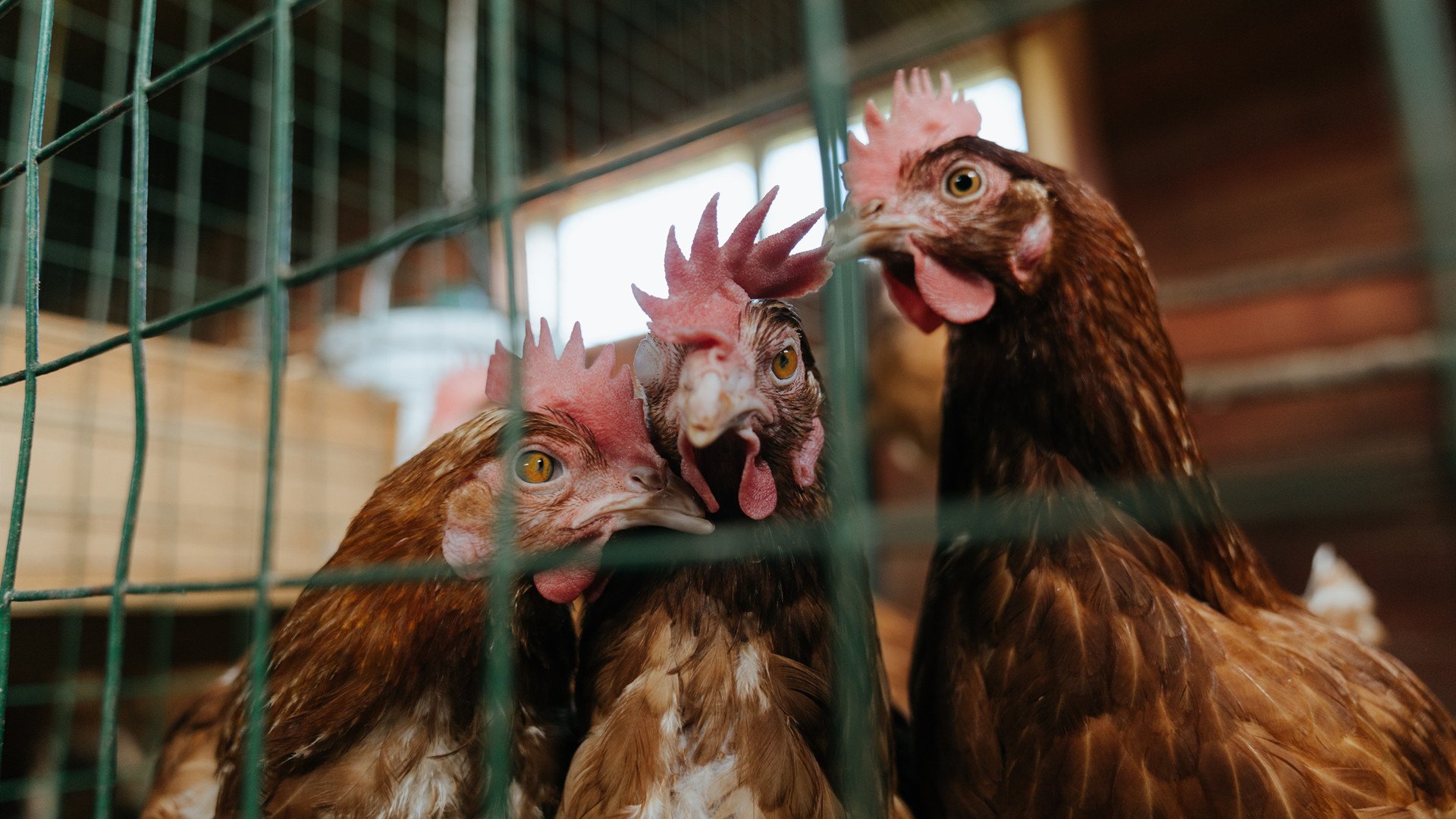接管时代,英格拉姆与奇才的火力风暴如何让雄鹿防线彻底崩溃