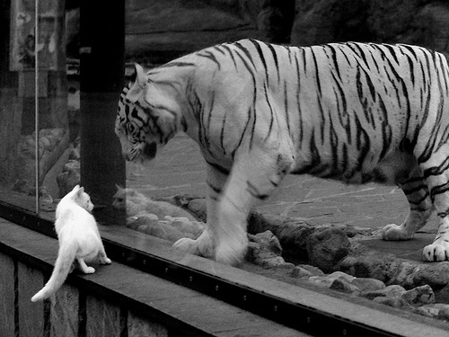 沙漠奇迹！沙特补时绝杀哥斯达黎加，抢七大战惊心动魄