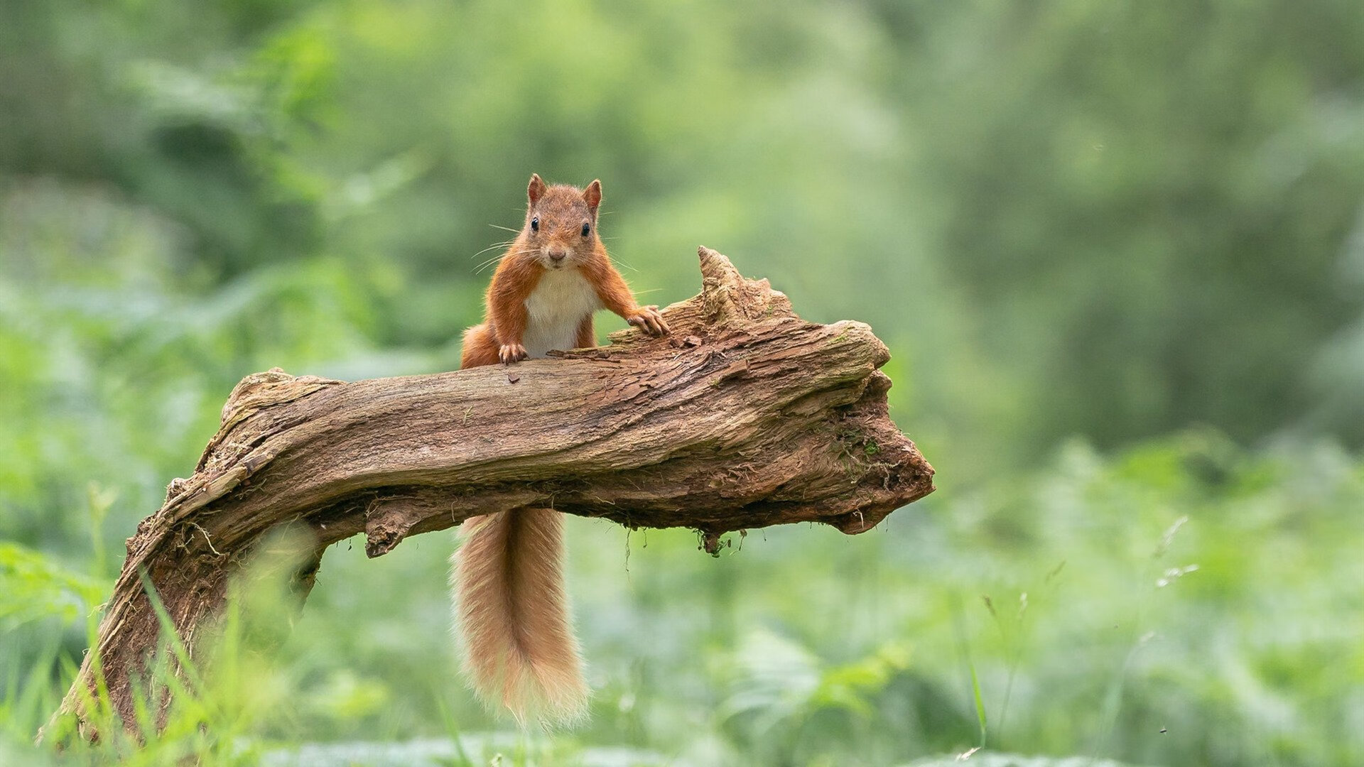 篮球双雄，76人加时鏖战胜吉林，库里东决关键战独揽乾坤