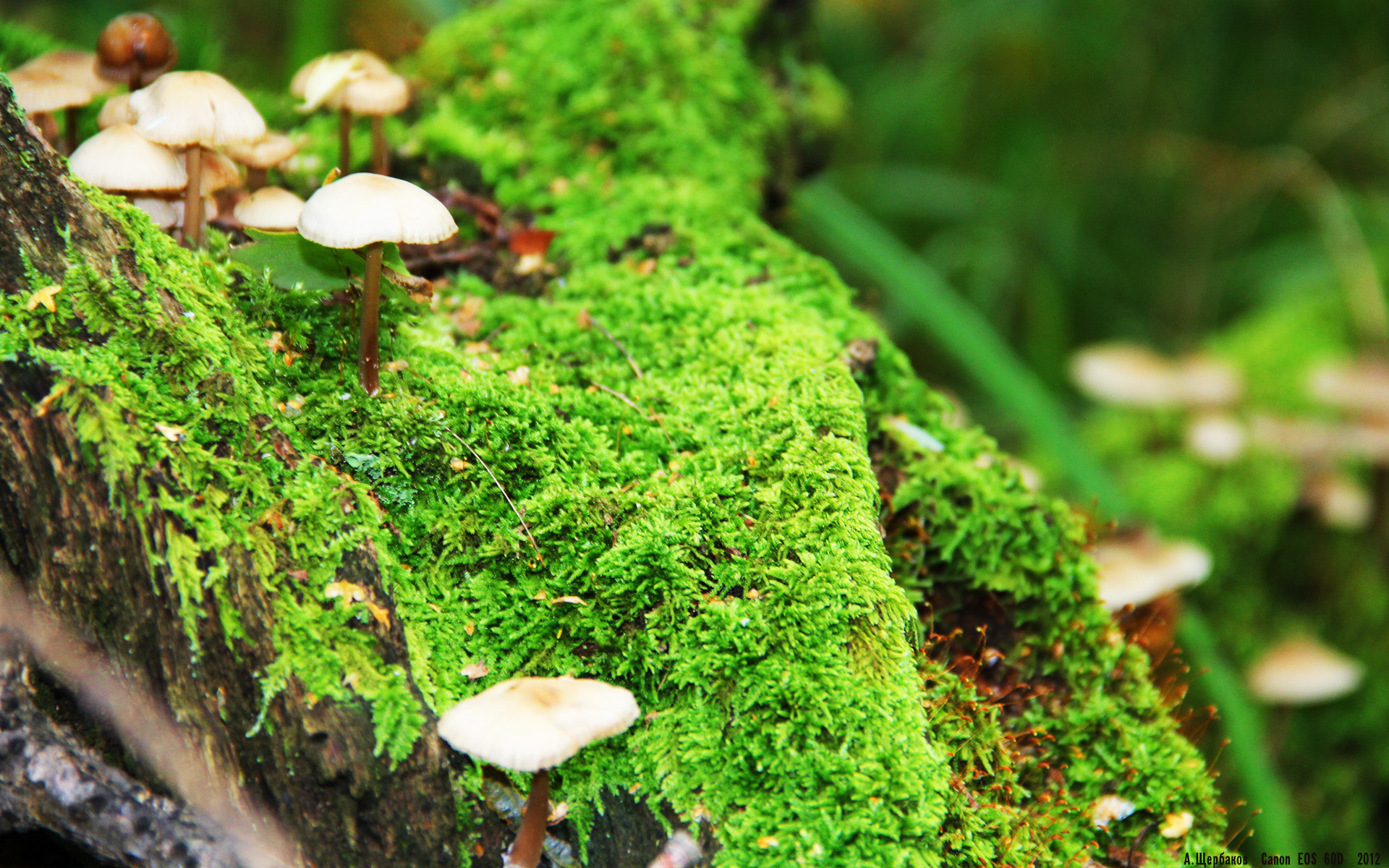 星耀全场！哈兰德惊艳四座；黑马奔腾！克罗地亚劲旅力克皇家社会